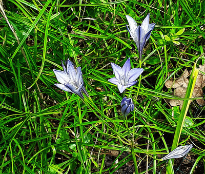Triteleia par Ziegler