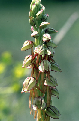 Orchidée Aceras Anthropophorum par Ziegler