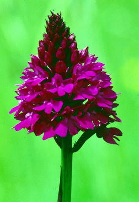 Orchidée Anacamptis Pyramidalis par Ziegler