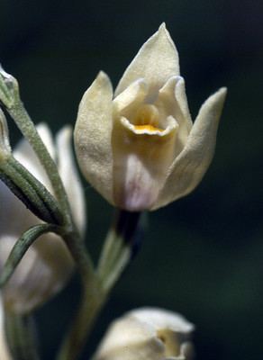 Cephalanthera Damasonium par Ziegler