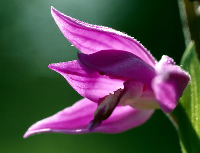 Cephalanthera Rubra par Ziegler