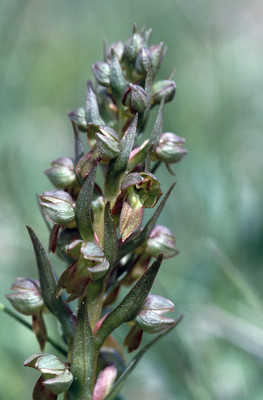 Coeloglossum Viride par Ziegler