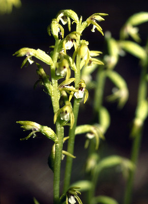 Corallorhiza Trifida par Ziegler