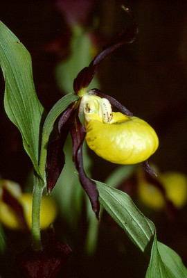 Cypripedium Calceolum par Ziegler