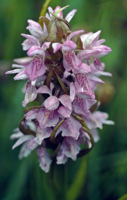 Dactylorhiza Incarnata par Ziegler