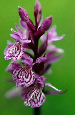 Dactylorhiza Maculata par Ziegler