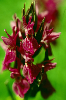 Dactylorhiza Majalis par Ziegler