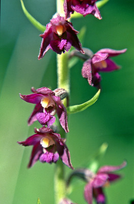 Epipactis Atrorubens par Ziegler