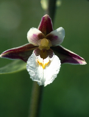 Epipactis Palustris par Ziegler