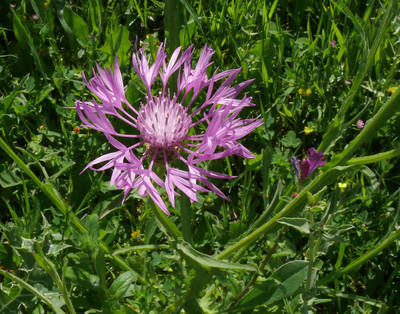 Centaurea napifolia par Ziegler
