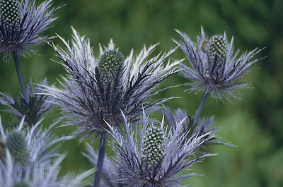 Eryngium Alpinum par Ziegler