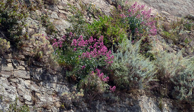 Fleurs de roche par Ziegler