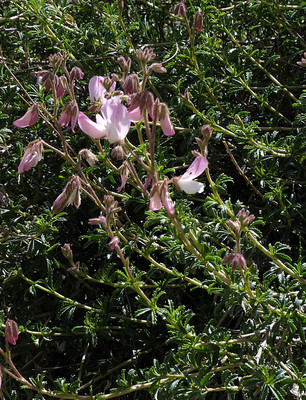 Ononis Fruticosa par Ziegler