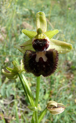 Ophrys Sphegodes par Ziegler