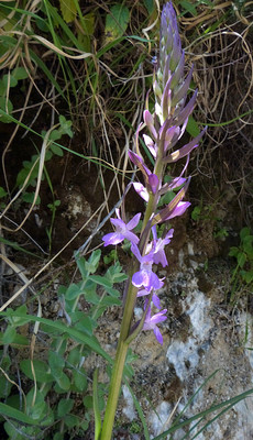 Orchis Elata par Ziegler
