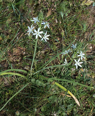 Ornithogalum Narbonense par Ziegler