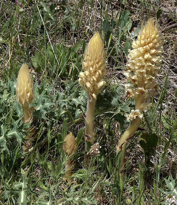 Orobanche par Ziegler