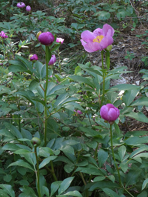 Paeonia Coriacea par Ziegler
