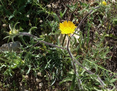 Pallenis Spinosa par Ziegler