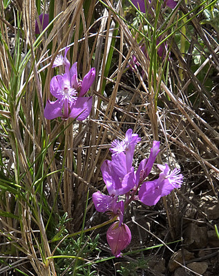 Polygala Boissieri par Ziegler