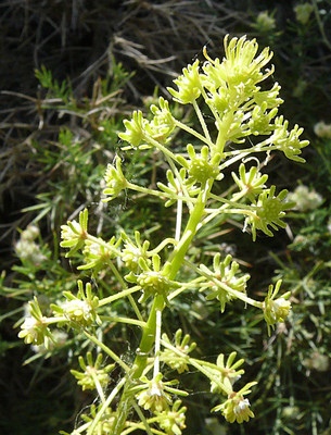 Reseda Lanceolata par Ziegler