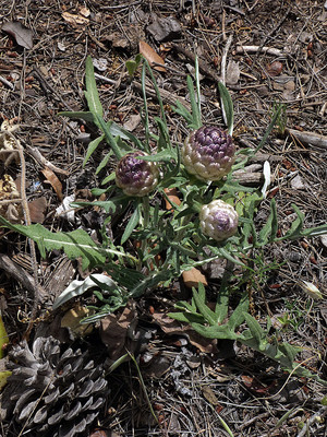Rhaponticum Coniferum par Ziegler