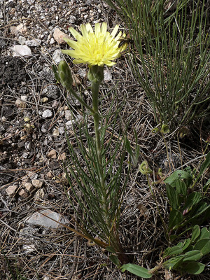 Scorzonera Angustifolia par Ziegler
