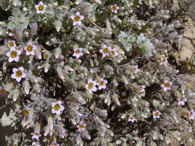 Sedum Mucizonia par Ziegler