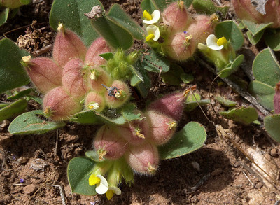 Tripodion Tetraphyllum par Ziegler