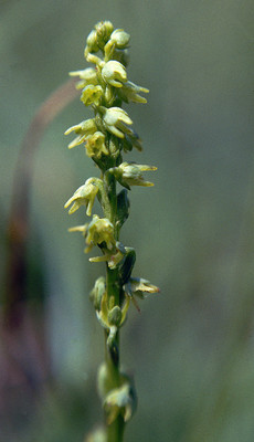 Herminium Monorchis par Ziegler