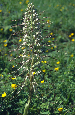 Himantoglossum Hircinum par Ziegler