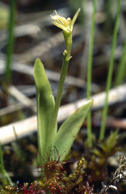 Liparis Loeselii par Ziegler