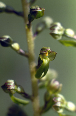 Listera Ovata par Ziegler