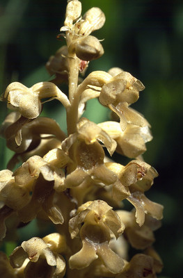 Neottia Nidus Avis par Ziegler