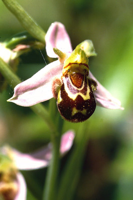 Ophrys Apifera par Ziegler