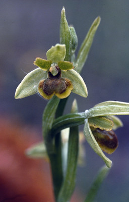 Ophrys Araneola par Ziegler