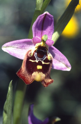 Ophrys Holoserica par Ziegler