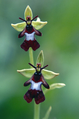 Ophrys Insectifera par Ziegler