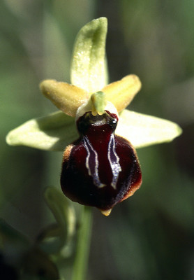 Ophrys Sphegodes par Ziegler