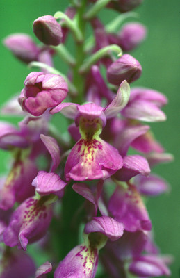 Orchis Mascula par Ziegler