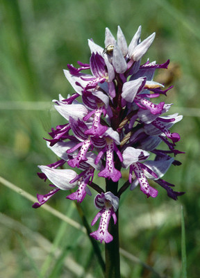 Orchis Militaris par Ziegler