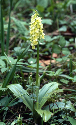 Orchis Pallens par Ziegler