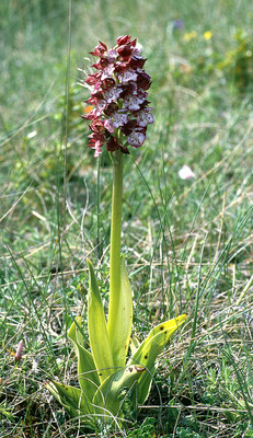Orchis Purpurea par Ziegler