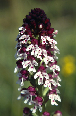 Orchis Ustulata par Ziegler