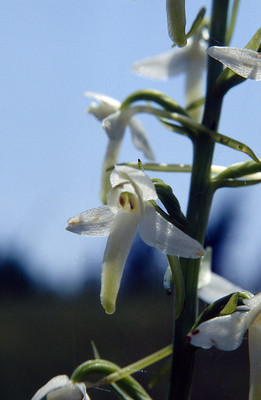 Platanthera Bifolia par Ziegler