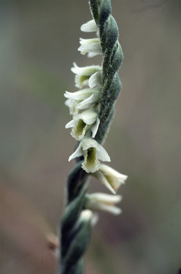 Spiranthes Spiralis par Ziegler