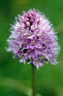 Traunsteinera Globosa par Ziegler