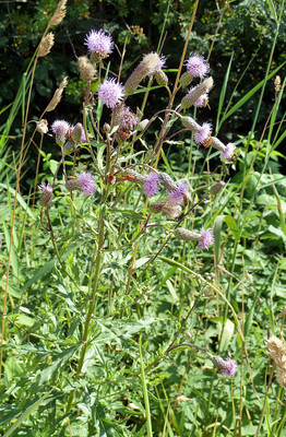Cirsium Arvense par Ziegler