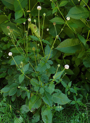 Dipsacus Pilosus par Ziegler
