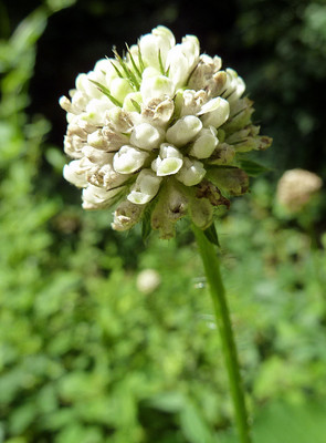 Dipsacus Pilosus par Ziegler